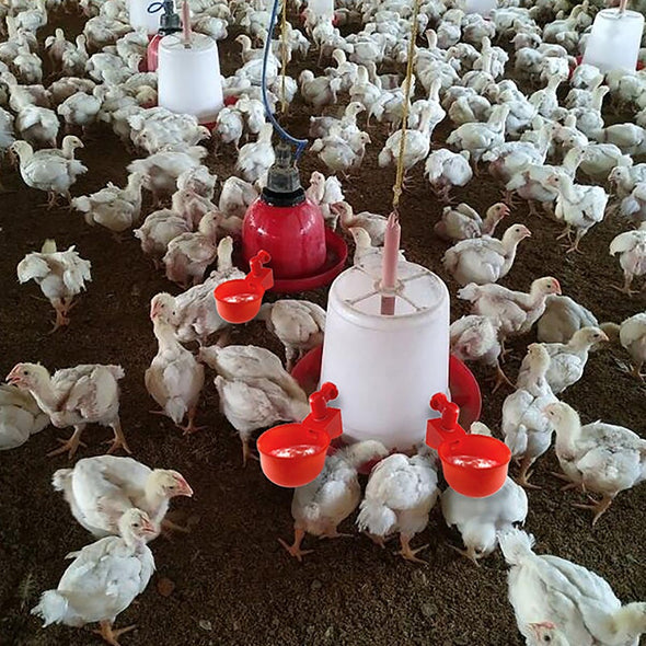 🐔 | Automatyczne Poidełko dla Kur | Niezawodne | Montaż w 3 Minuty
